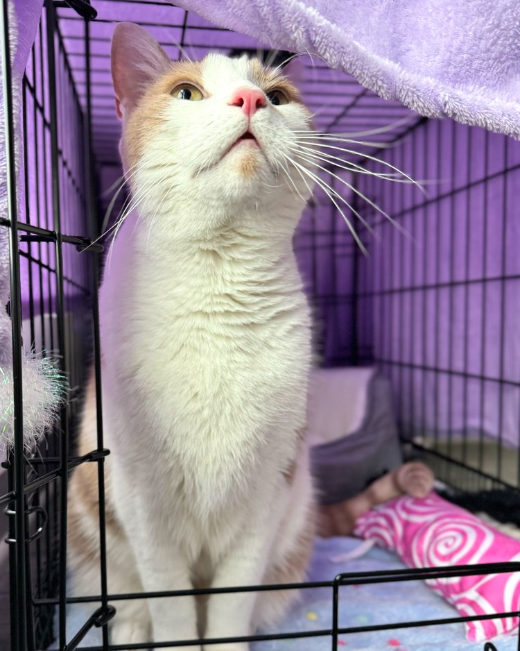 Enlarge Buster, a Adopted Domestic Short Hair in Atlanta, GA image 1/6