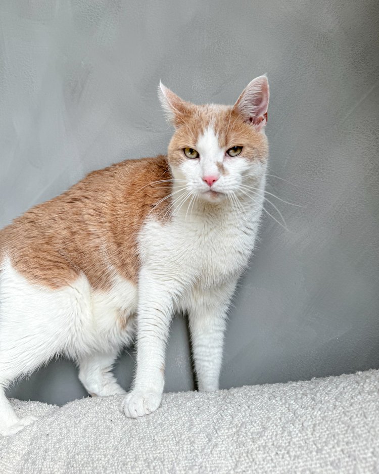 Enlarge Buster, a Adopted Domestic Short Hair in Atlanta, GA image 2/6