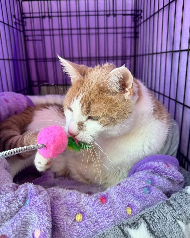 Enlarge Buster, a Adopted Domestic Short Hair in Atlanta, GA image 3/6