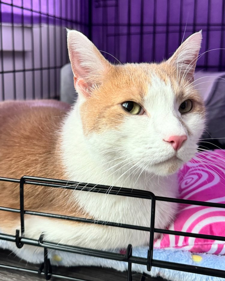 Enlarge Buster, a Adopted Domestic Short Hair in Atlanta, GA image 4/6