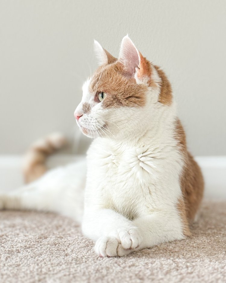 Enlarge Buster, a Adopted Domestic Short Hair in Atlanta, GA image 5/6