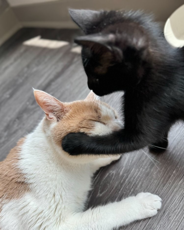 Enlarge Buster, a Adopted Domestic Short Hair in Atlanta, GA image 6/6