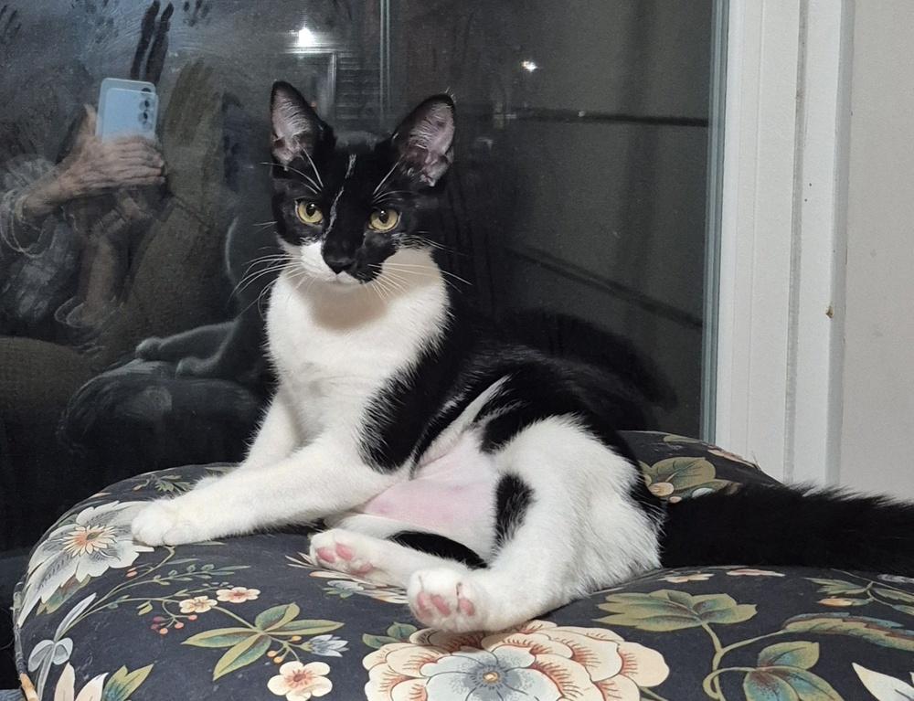 Silvie, Adoptable, Kitten Female Domestic Short Hair.