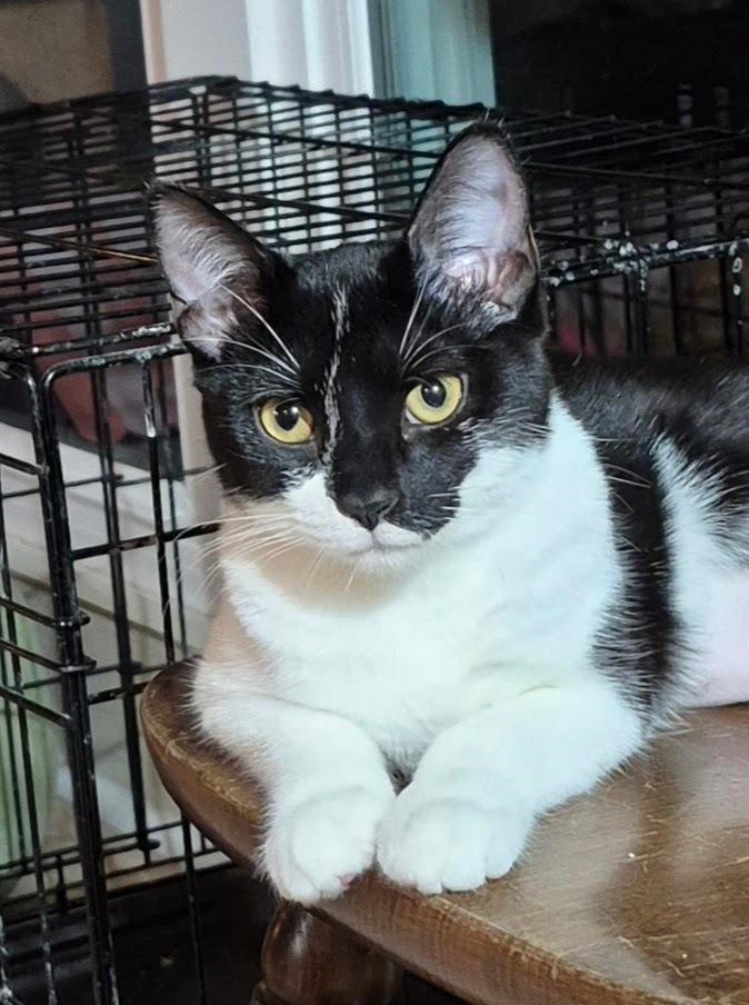 Enlarge Silvie, a Adoptable mixed breed in South Bend, IN image 2/6