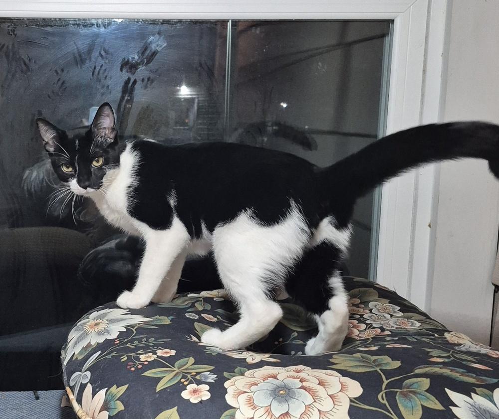 Enlarge Silvie, a Adoptable mixed breed in South Bend, IN image 3/6