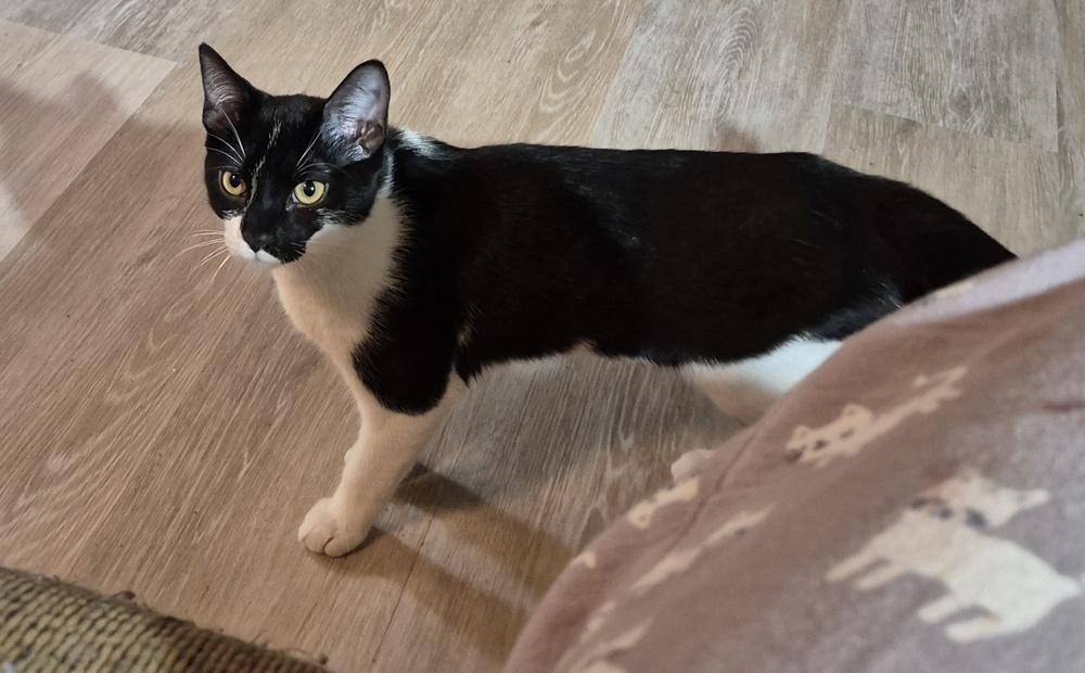 Enlarge Silvie, a Adoptable mixed breed in South Bend, IN image 4/6