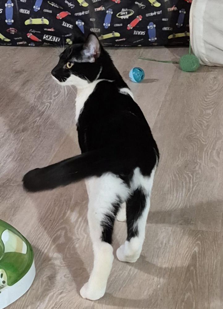 Enlarge Silvie, a Adoptable mixed breed in South Bend, IN image 5/6