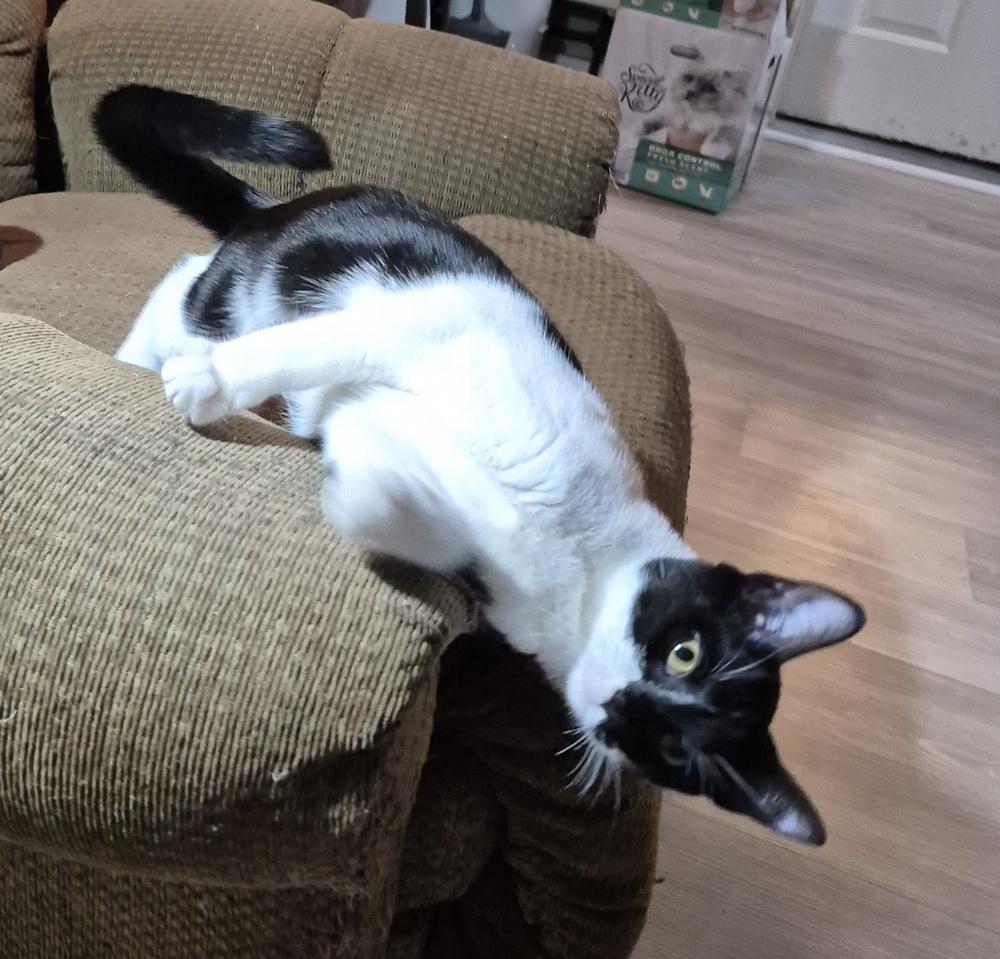 Enlarge Silvie, a Adoptable mixed breed in South Bend, IN image 6/6