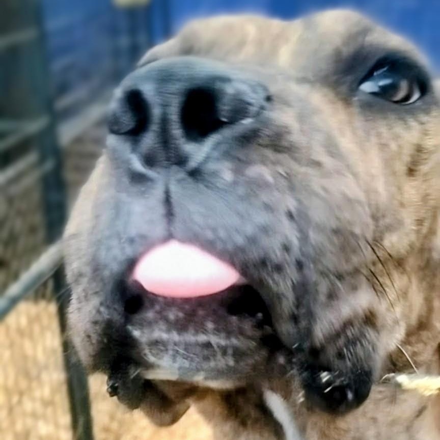 Enlarge Beniah, an adopted mixed breed in Carson, MS image 1/1