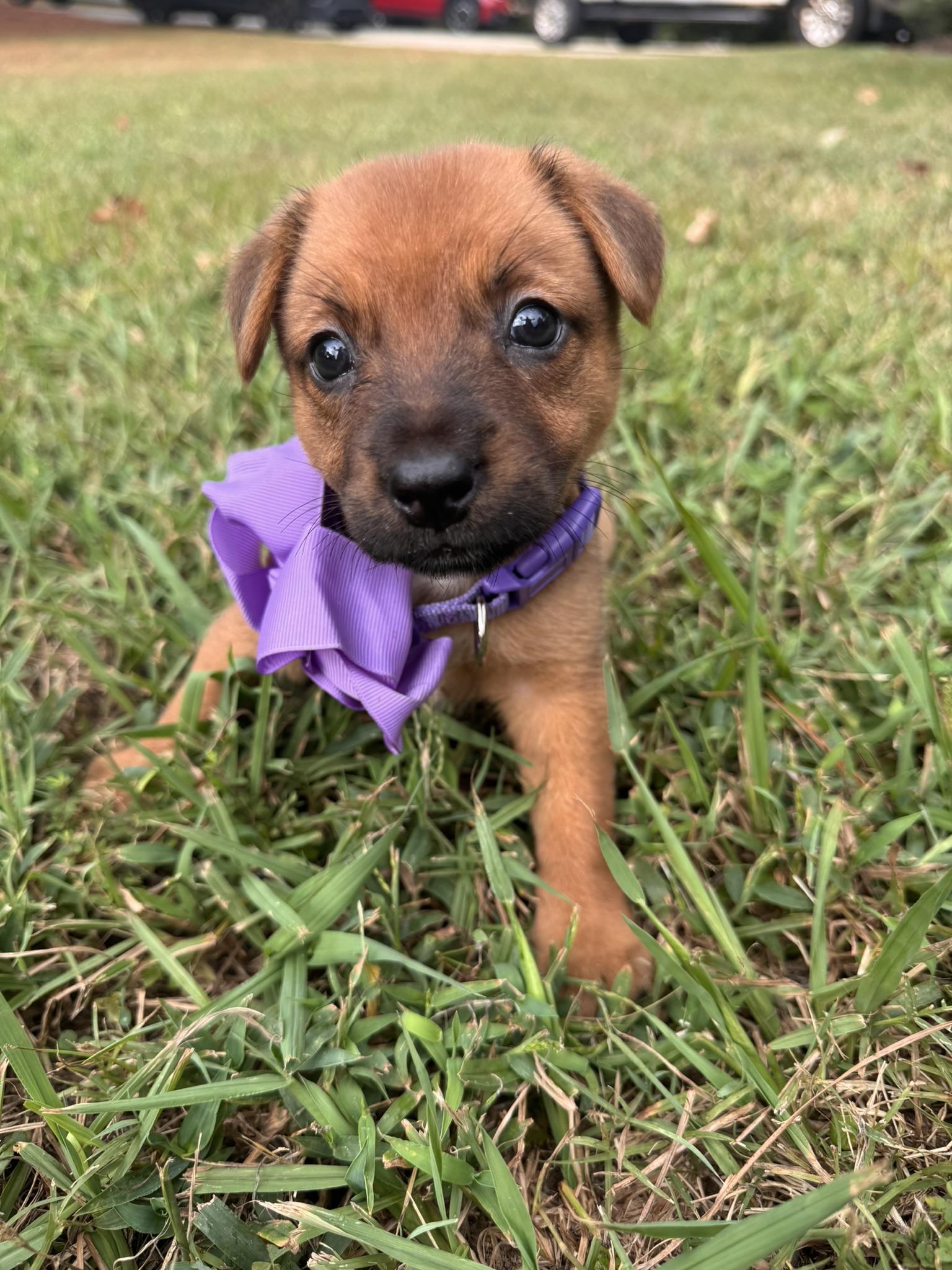 Dahlia, Adoptable, Puppy Female Shepherd & Mountain Cur.