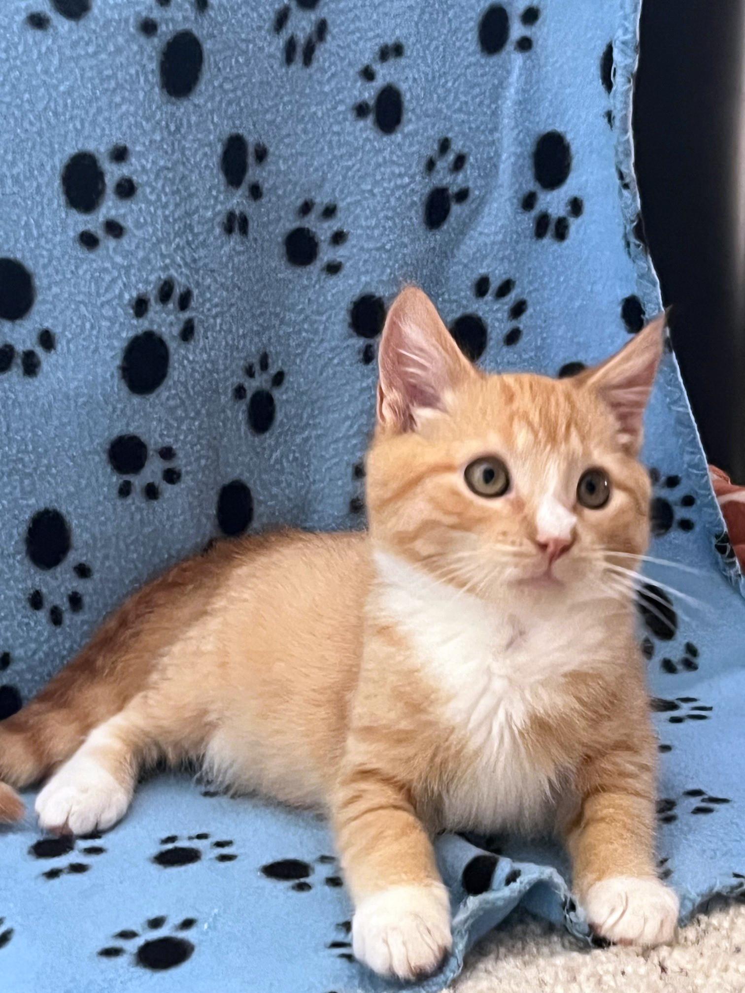 Enlarge Cherokee, an adopted mixed breed in Lake Monroe, FL image 3/5