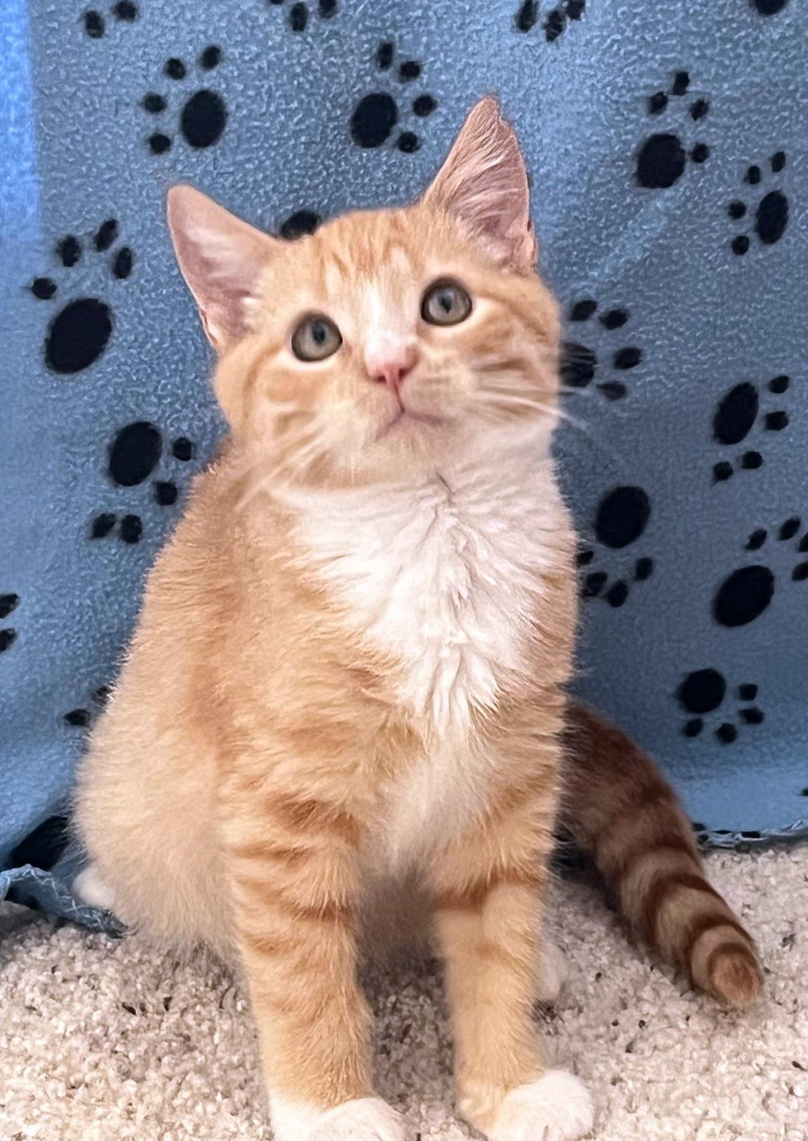 Enlarge Cherokee, an adopted mixed breed in Lake Monroe, FL image 5/5