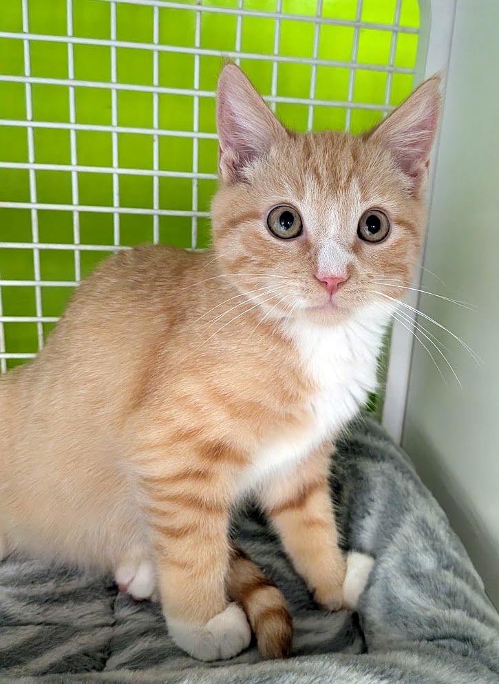 Enlarge Cherokee, an adopted mixed breed in Lake Monroe, FL image 1/5