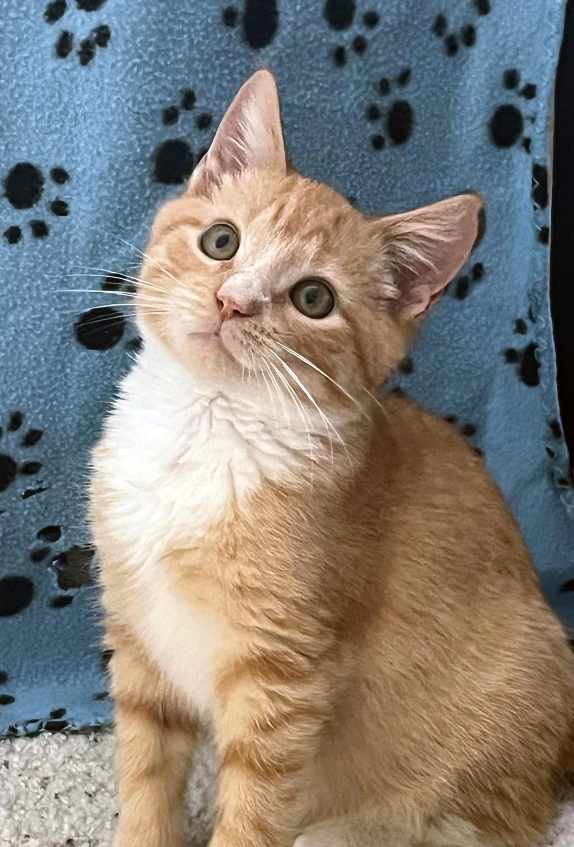 Cherokee thumbnail 4