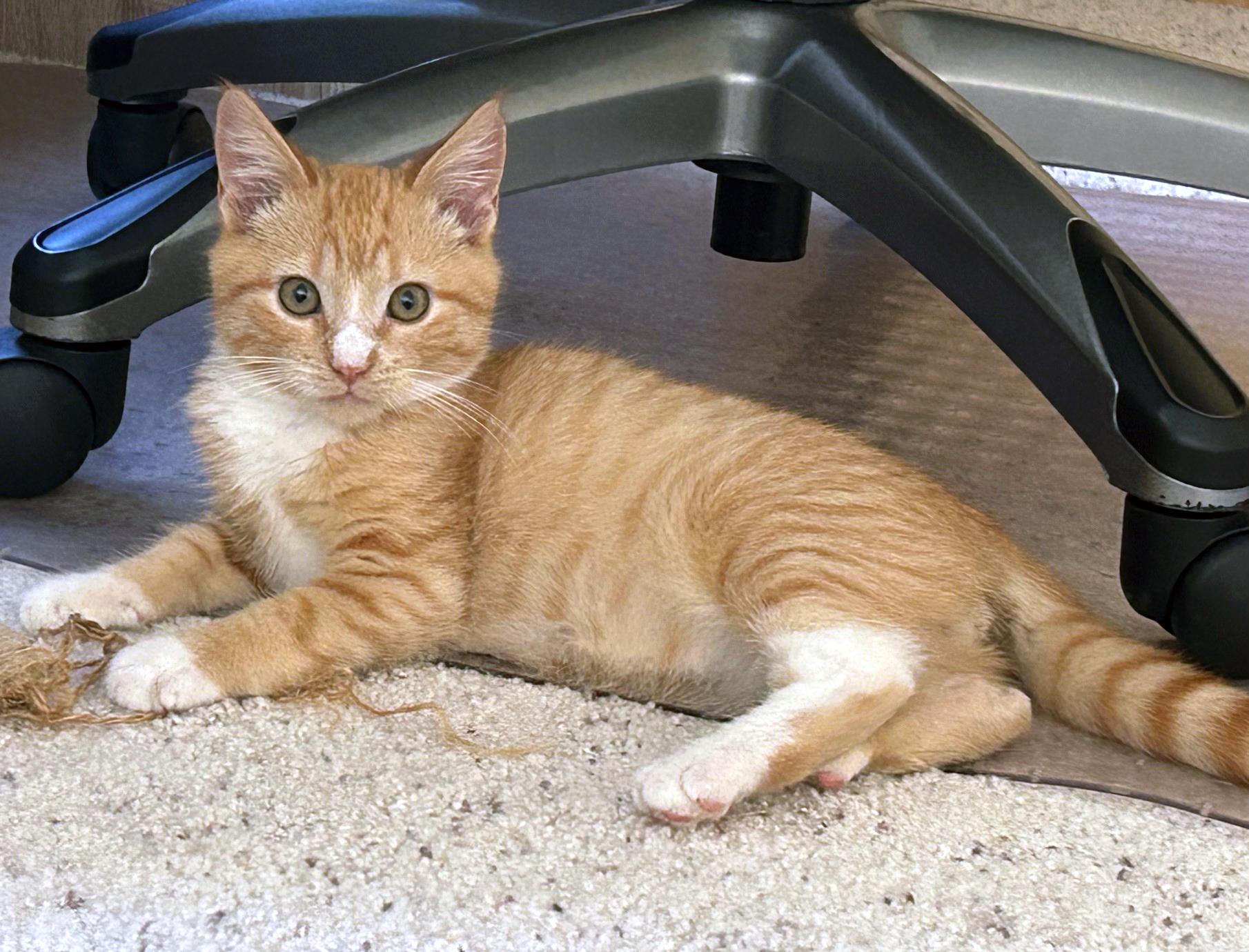 Enlarge Cherokee, an adopted mixed breed in Lake Monroe, FL image 4/5