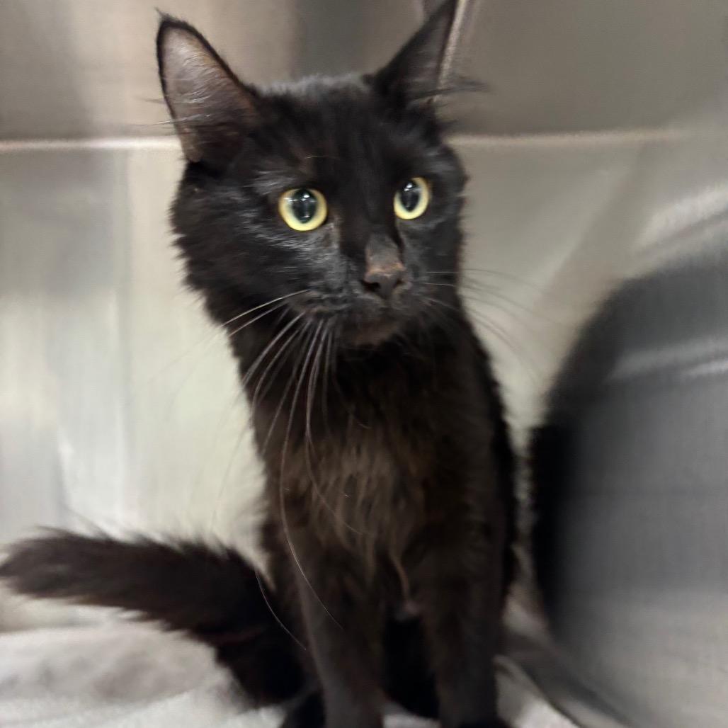 Mamba, Adoptable, Adult Female Domestic Short Hair.