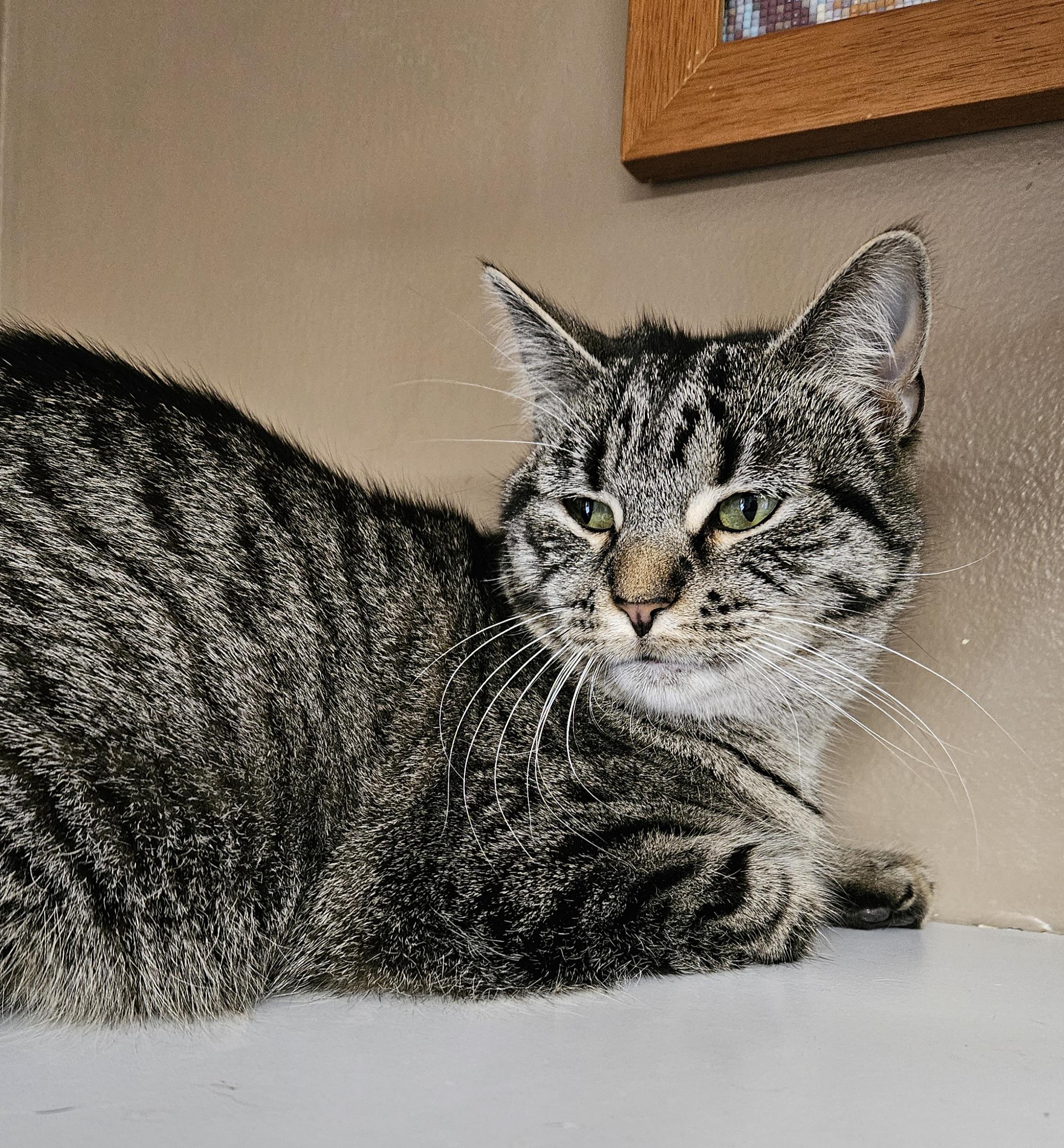 Lil Bits, a Adoptable Domestic Short Hair in Brockport, NY image 4/5