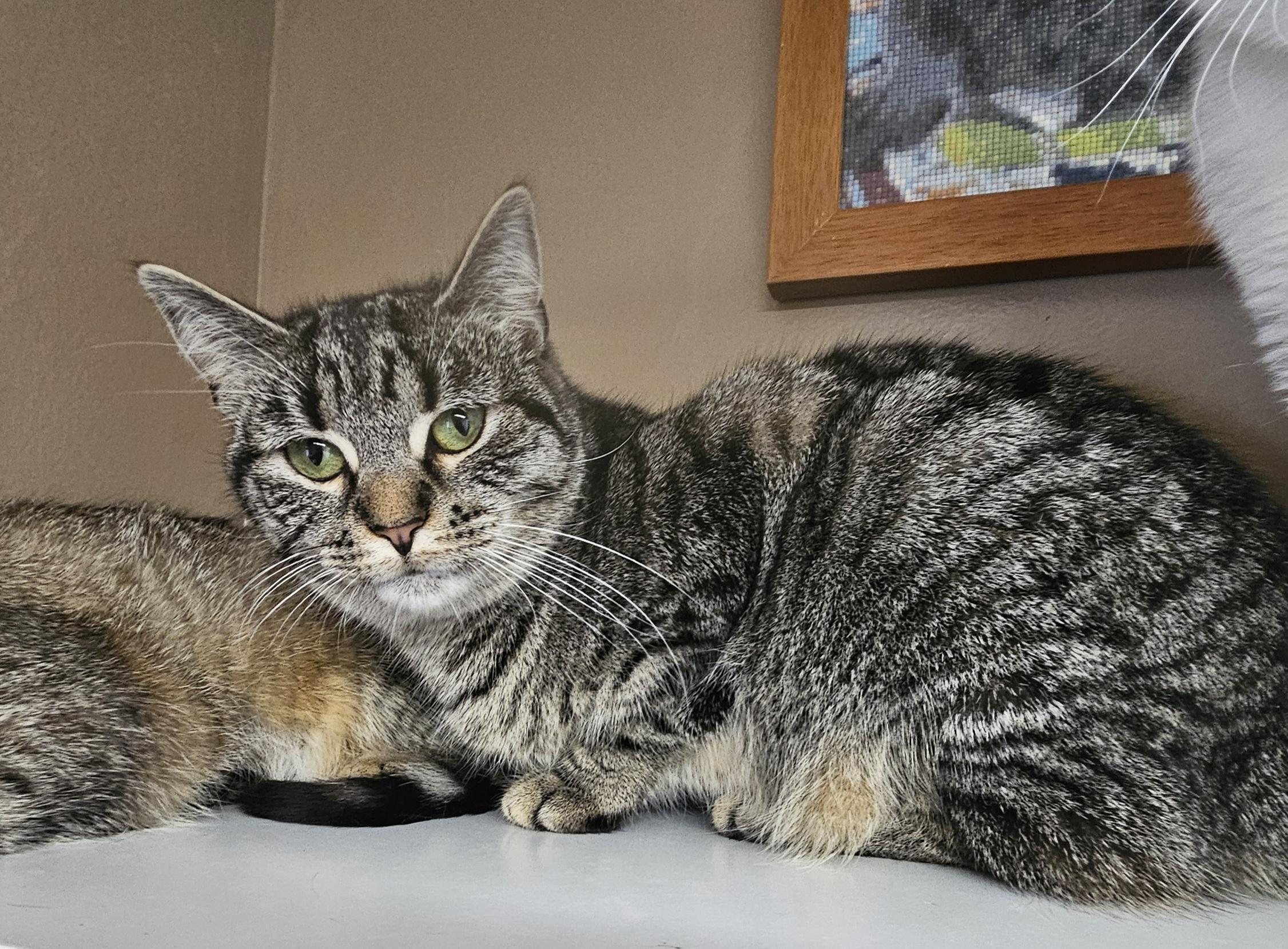 Lil Bits, Adoptable, Young Female Domestic Short Hair.
