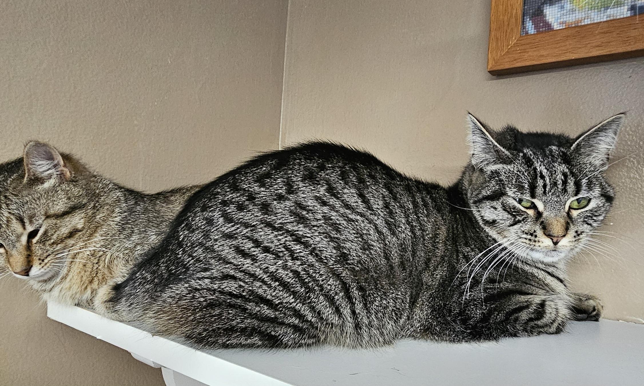 Lil Bits, a Adoptable Domestic Short Hair in Brockport, NY image 2/5