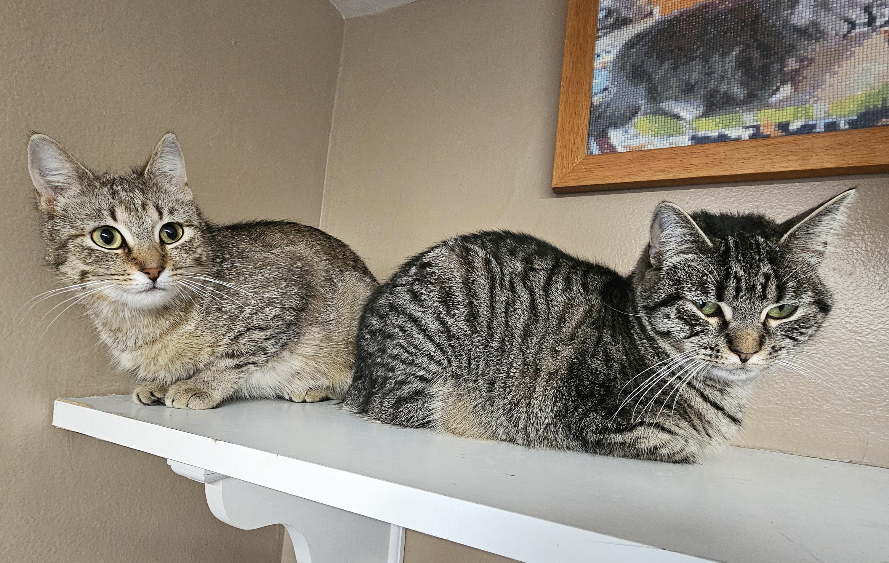Lil Bits, a Adoptable Domestic Short Hair in Brockport, NY image 3/5