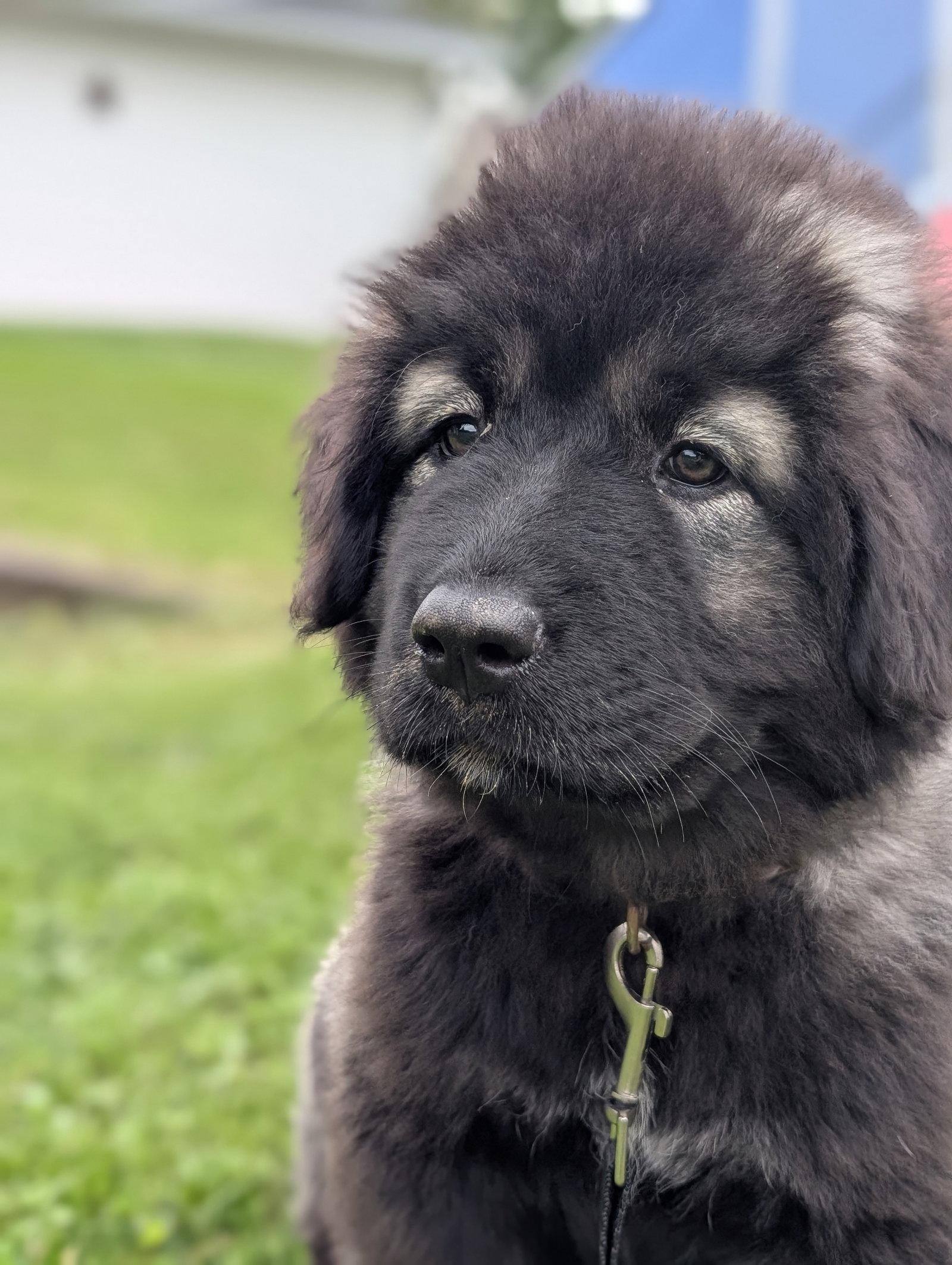 Gamora, Adoptable, Puppy Female Caucasian Sheepdog / Caucasian Ovtcharka.