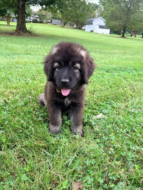 Enlarge Gamora, a Adoptable Caucasian Sheepdog / Caucasian Ovtcharka in Chambersburg, PA image 1/1