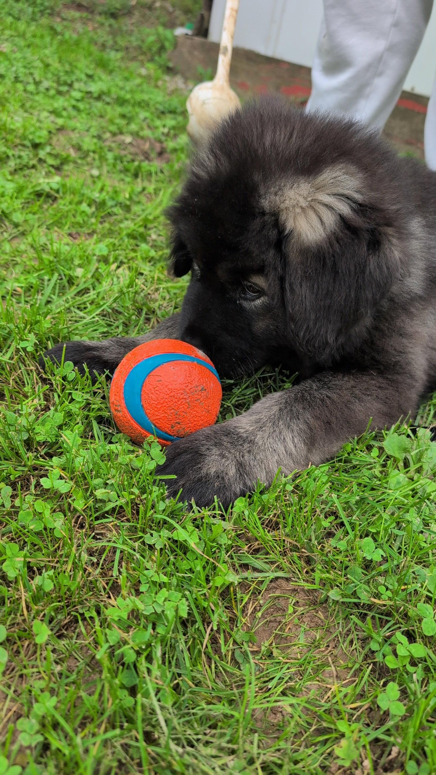 Enlarge Gamora, a Adoptable Caucasian Sheepdog / Caucasian Ovtcharka in Chambersburg, PA image 3/3