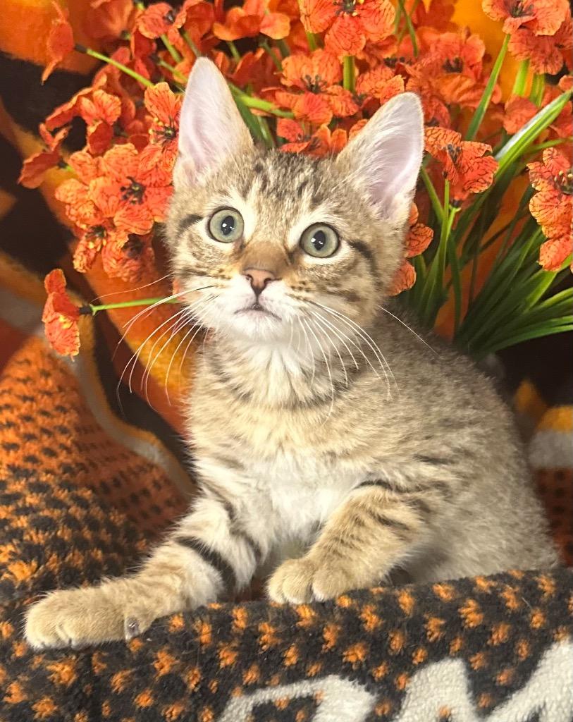 3/1/26 Domaso, Adoptable, Kitten Male Domestic Short Hair.