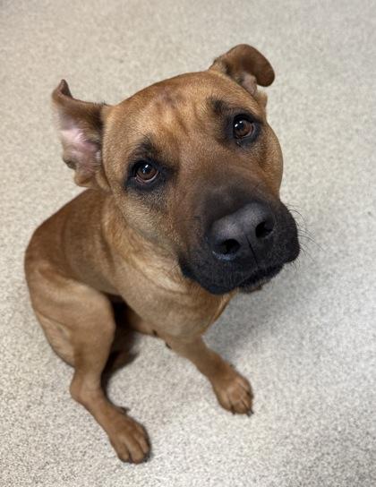 Enlarge Mawkwa, a Adoptable mixed breed in Harbor Springs, MI image 1/1