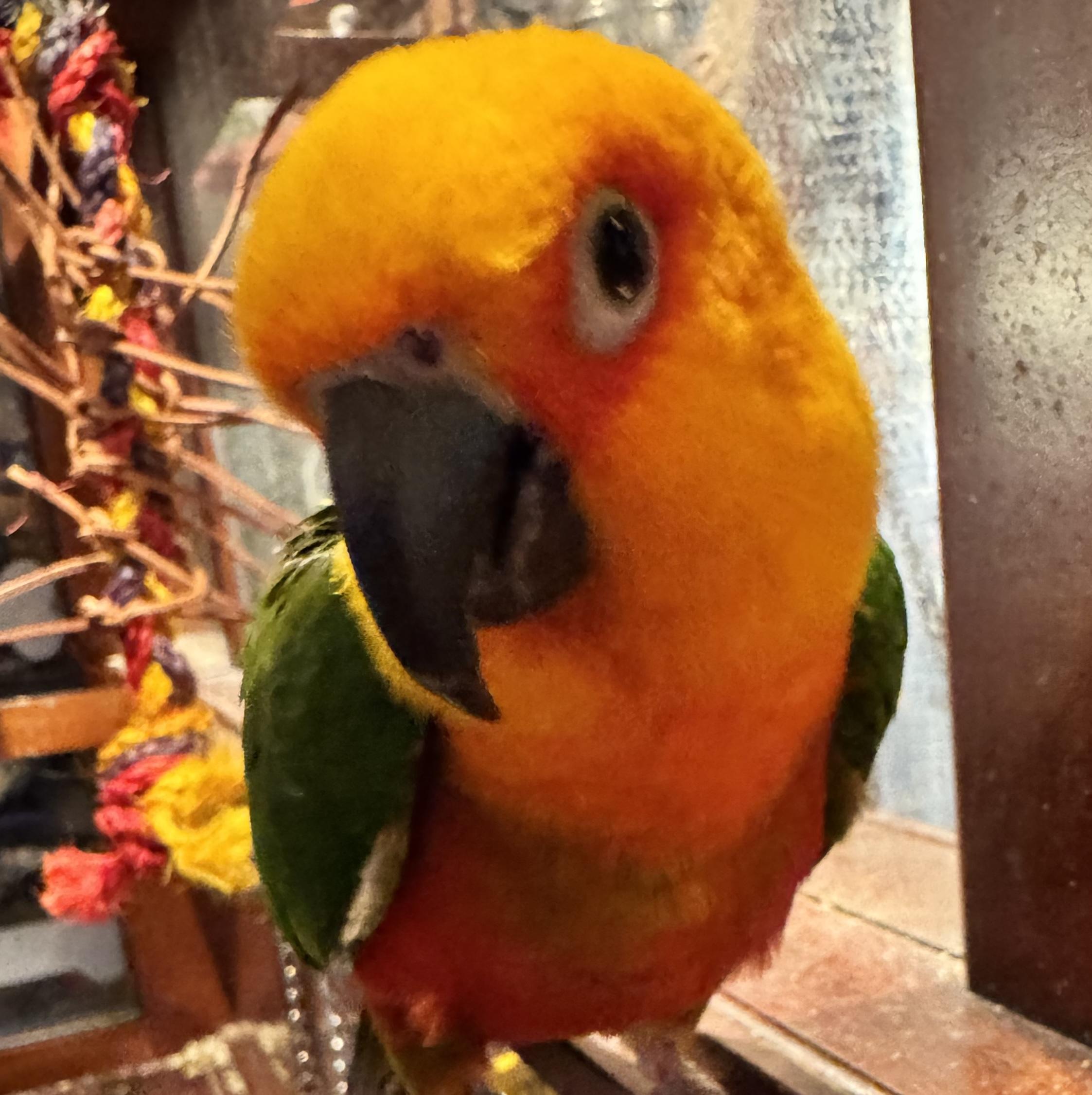 Enlarge Rukhmar, an adoptable Conure in Fairfax, VA image 2/2