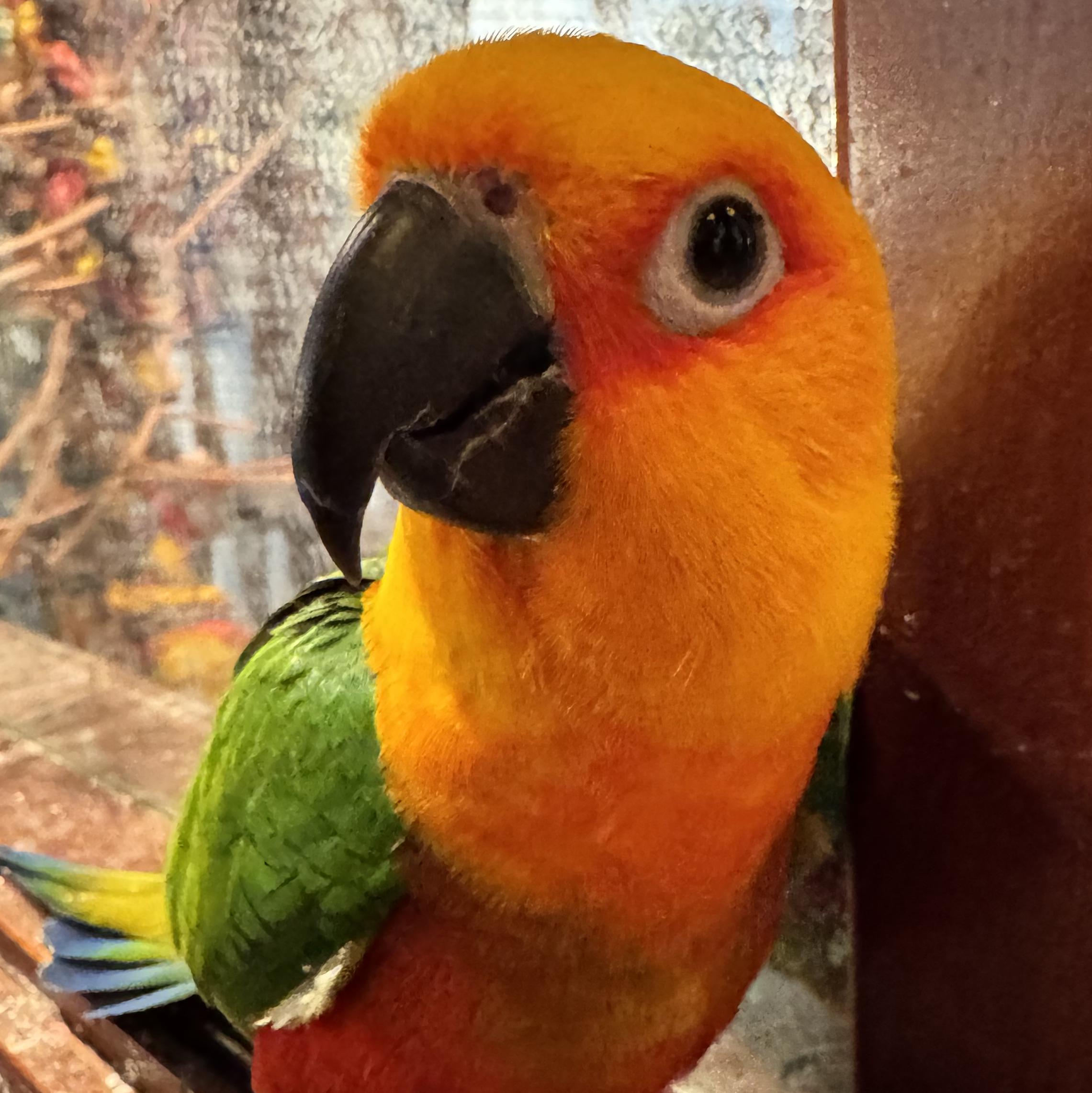 Enlarge Rukhmar, an adoptable Conure in Fairfax, VA image 1/2
