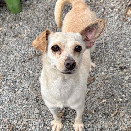 Sandy, Adopted, Young Female Chihuahua.