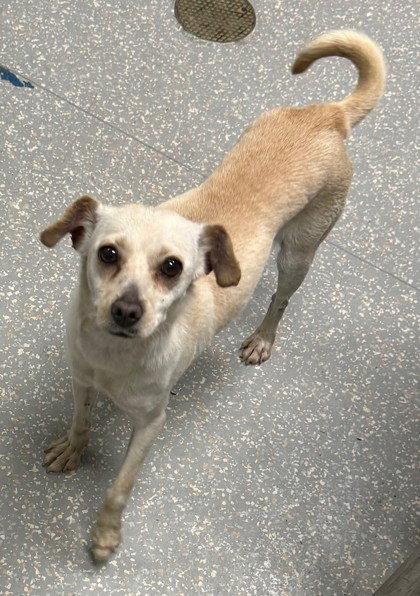 Enlarge Sandy, a Adopted Chihuahua in Oakland, CA image 3/3