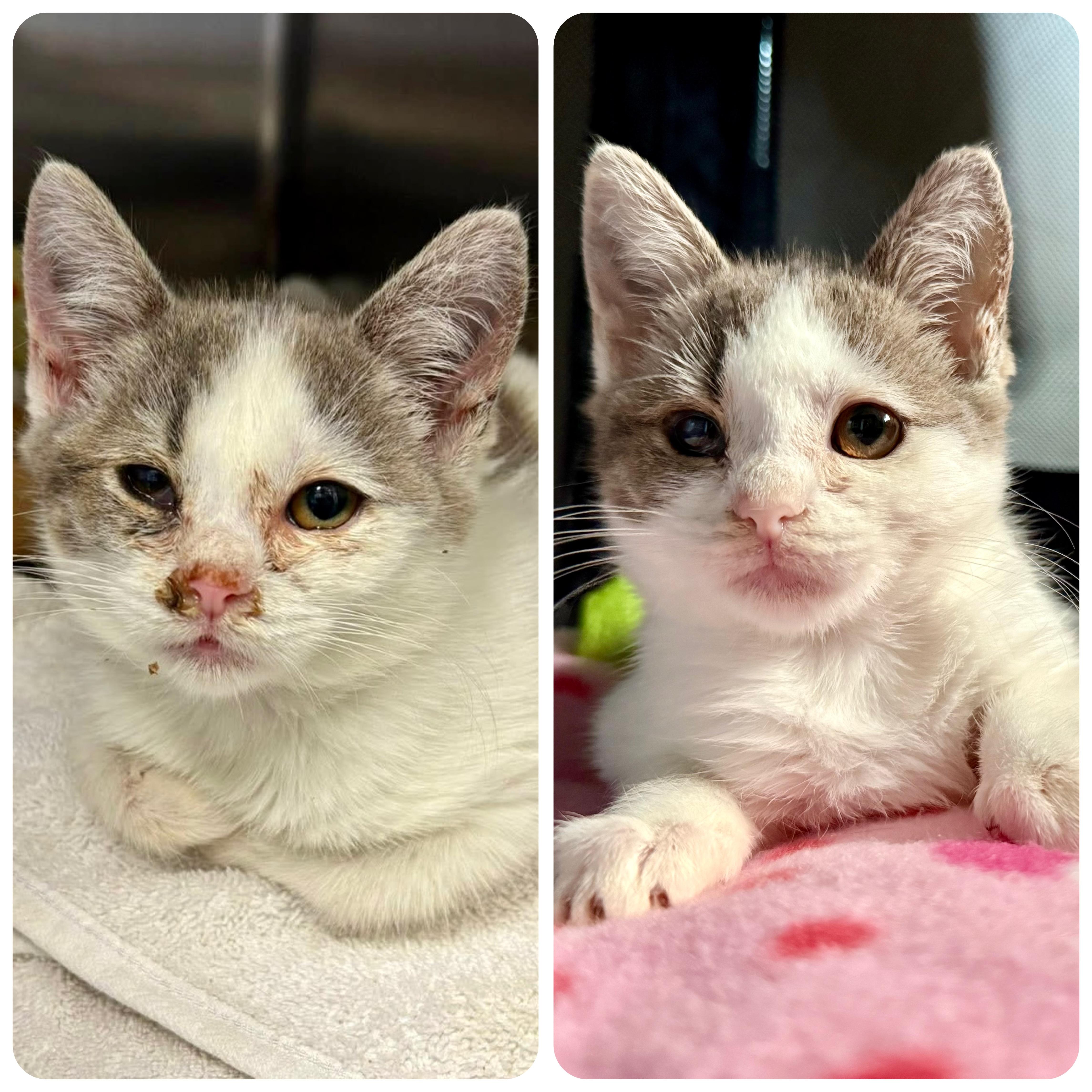 Enlarge Penelope, a Adoptable Domestic Short Hair in Turnersville, NJ image 4/4