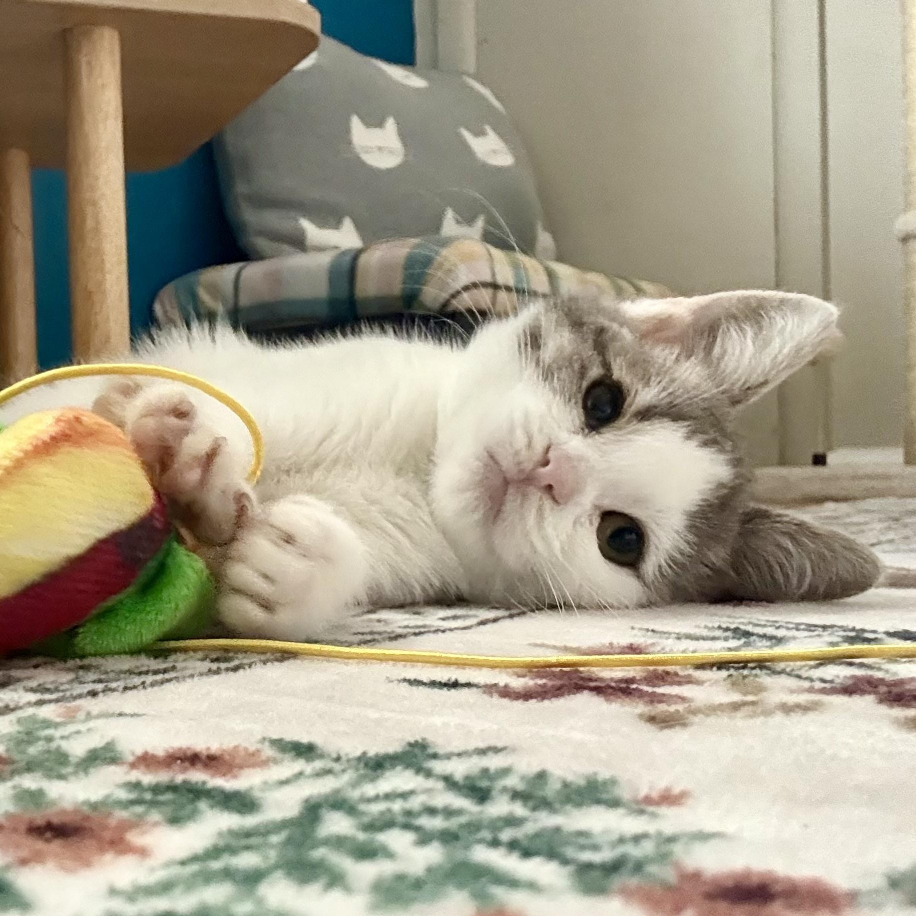 Enlarge Penelope, a Adoptable Domestic Short Hair in Turnersville, NJ image 3/4