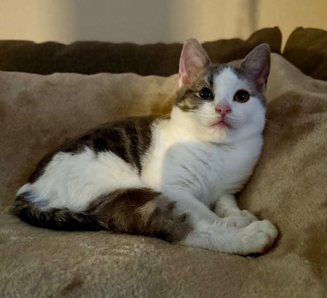 Enlarge Penelope, an adoptable Domestic Short Hair in Turnersville, NJ image 5/6