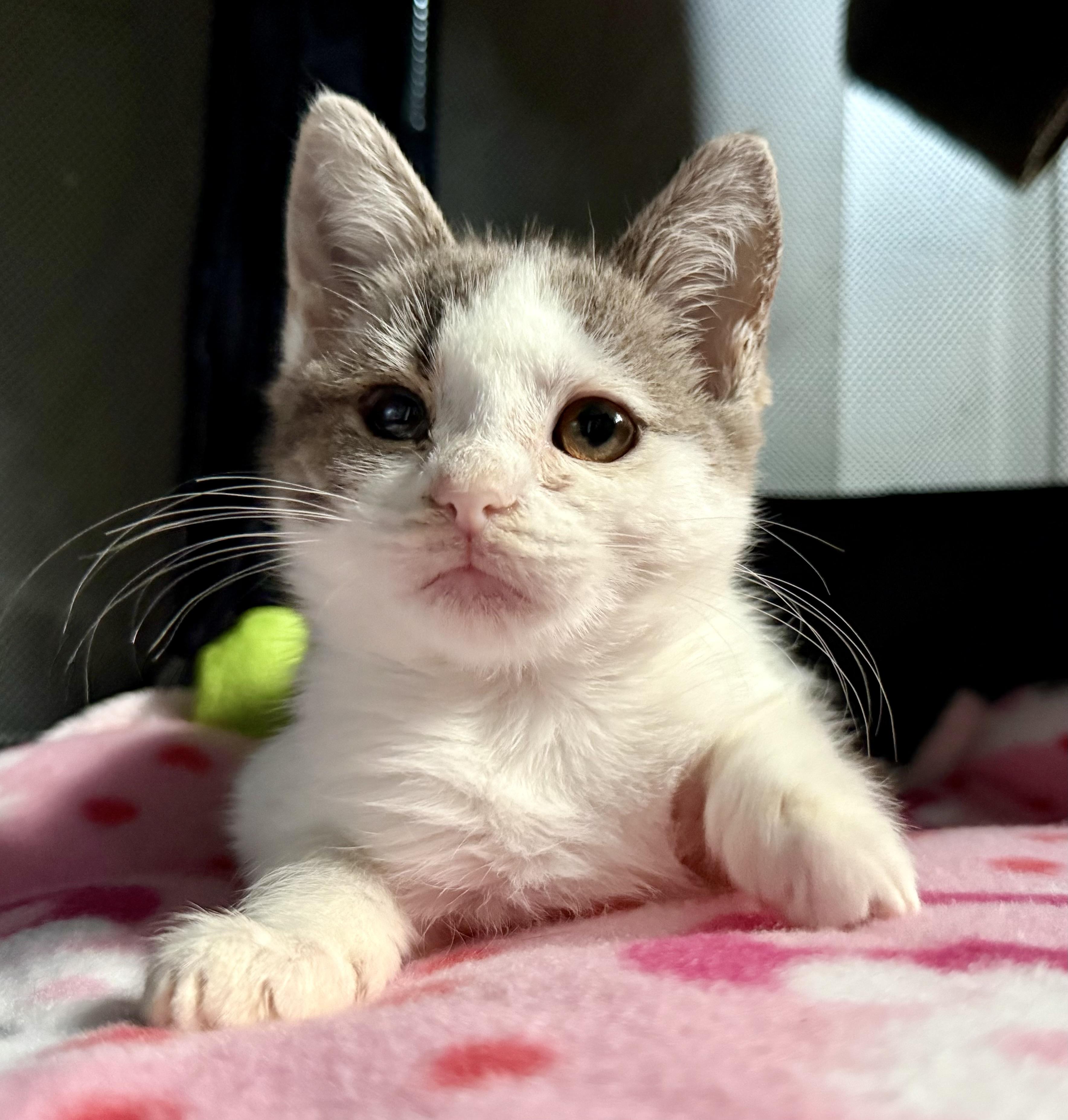 Penelope, Adoptable, Kitten Female Domestic Short Hair.