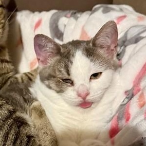 Enlarge Penelope, an adoptable Domestic Short Hair in Turnersville, NJ image 6/6