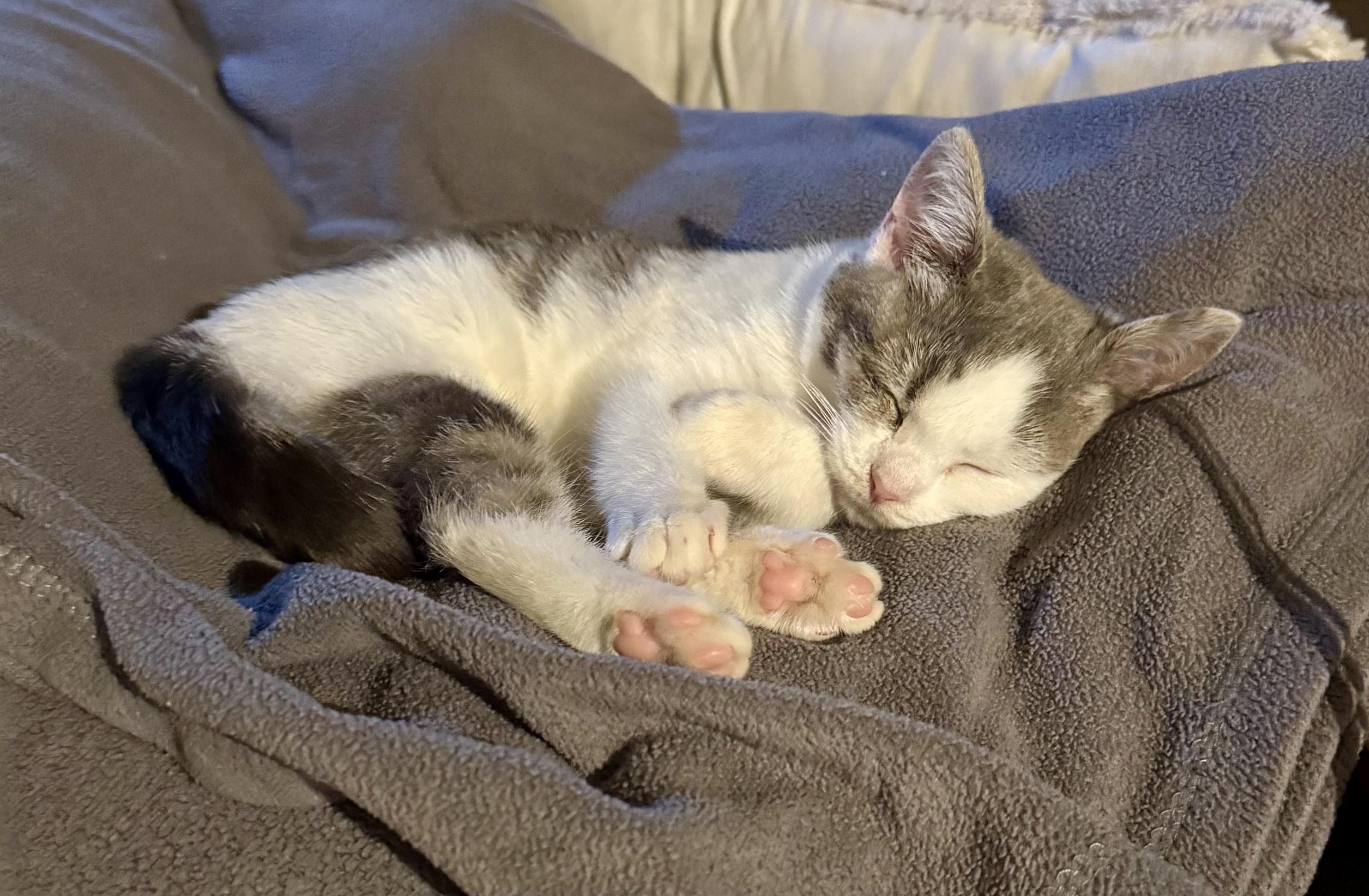 Enlarge Penelope, a Adoptable Domestic Short Hair in Turnersville, NJ image 2/4