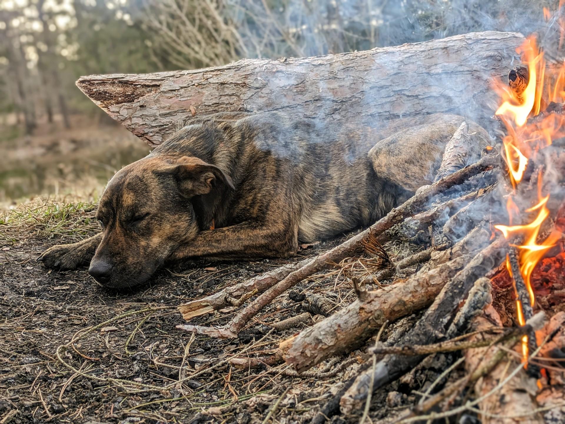 Twix, a Adoptable mixed breed in Raritan, NJ image 1/4