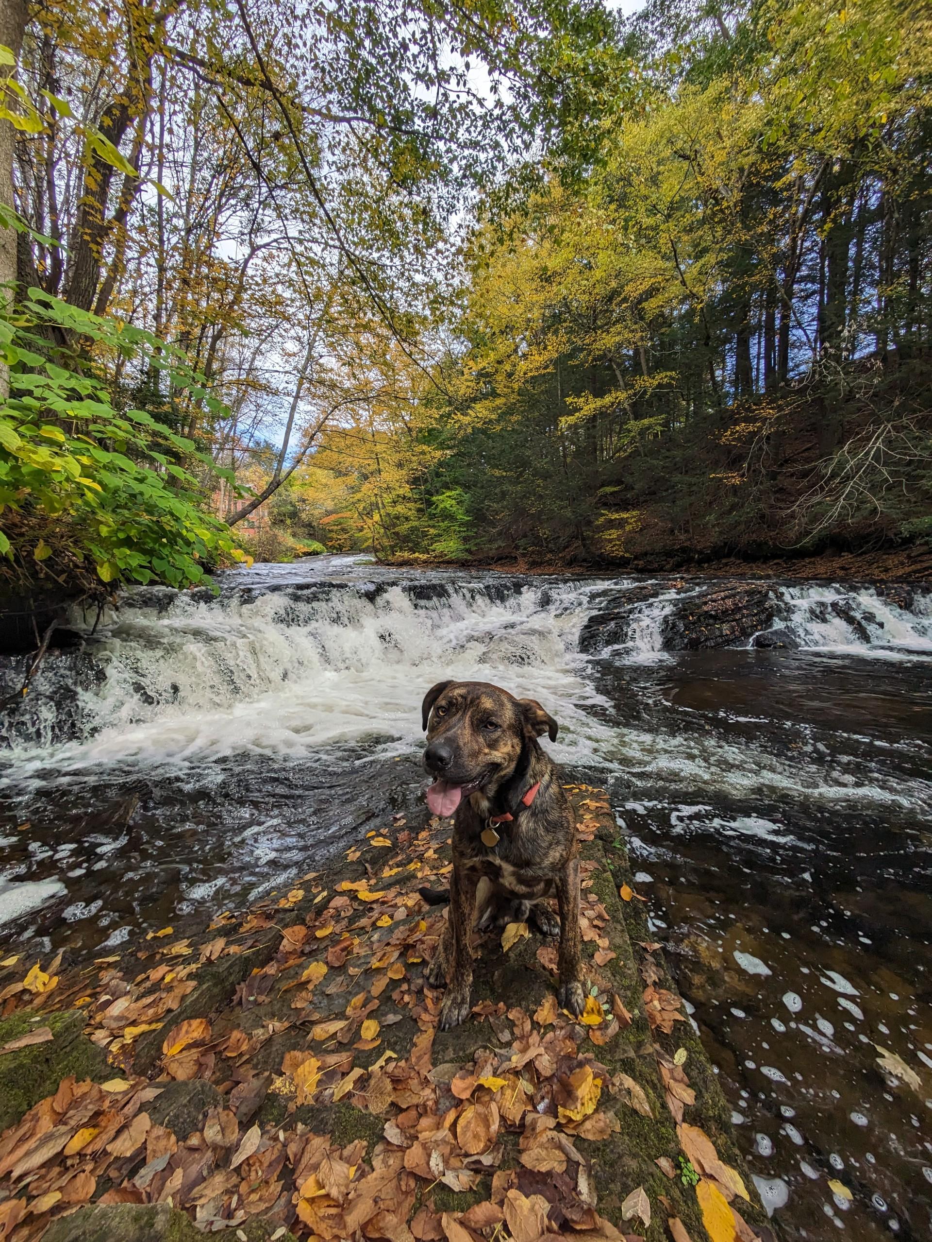 Twix, a Adoptable mixed breed in Raritan, NJ image 3/4