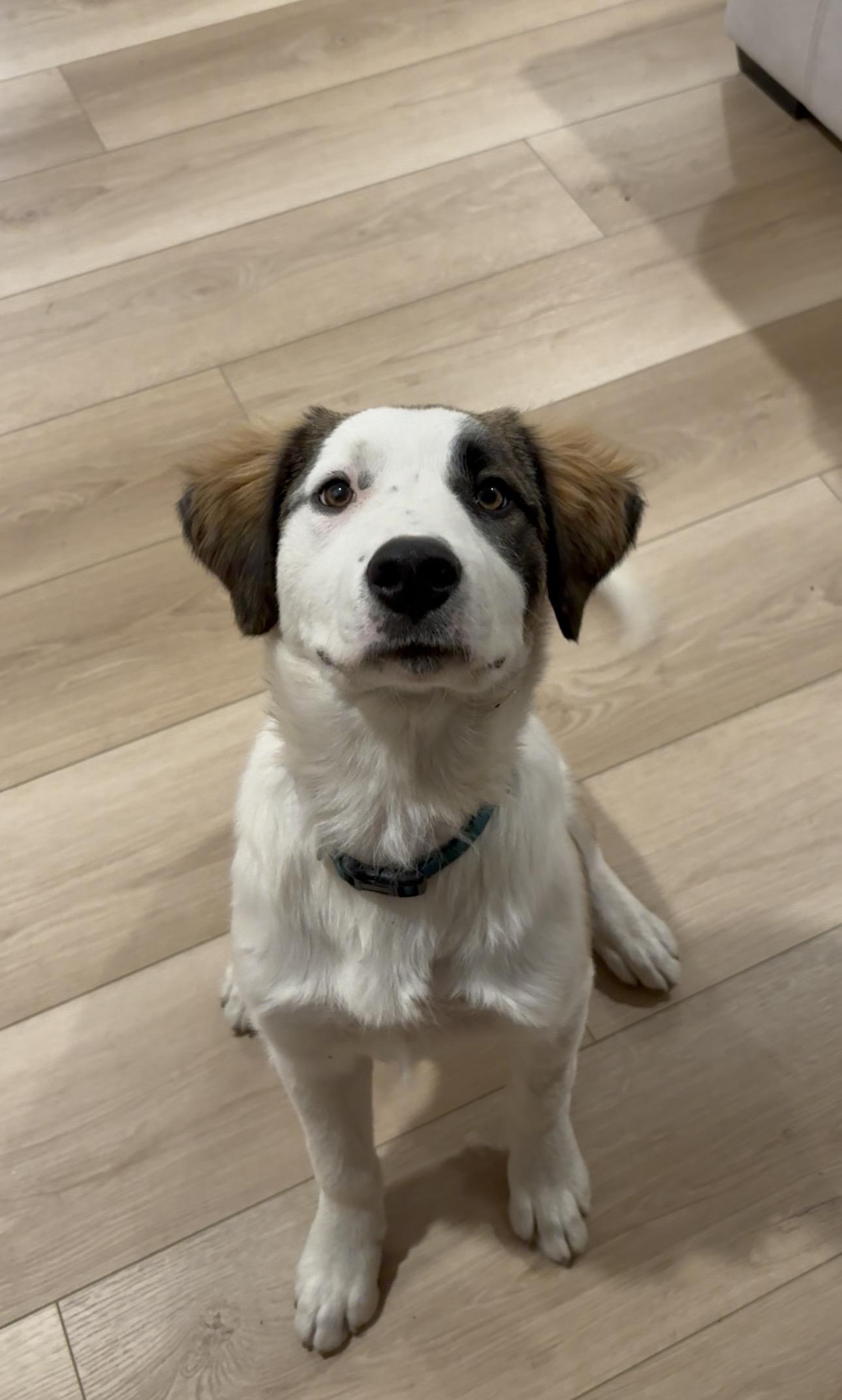 Enlarge Atlas, a Adoptable mixed breed in Discovery Bay, CA image 1/4