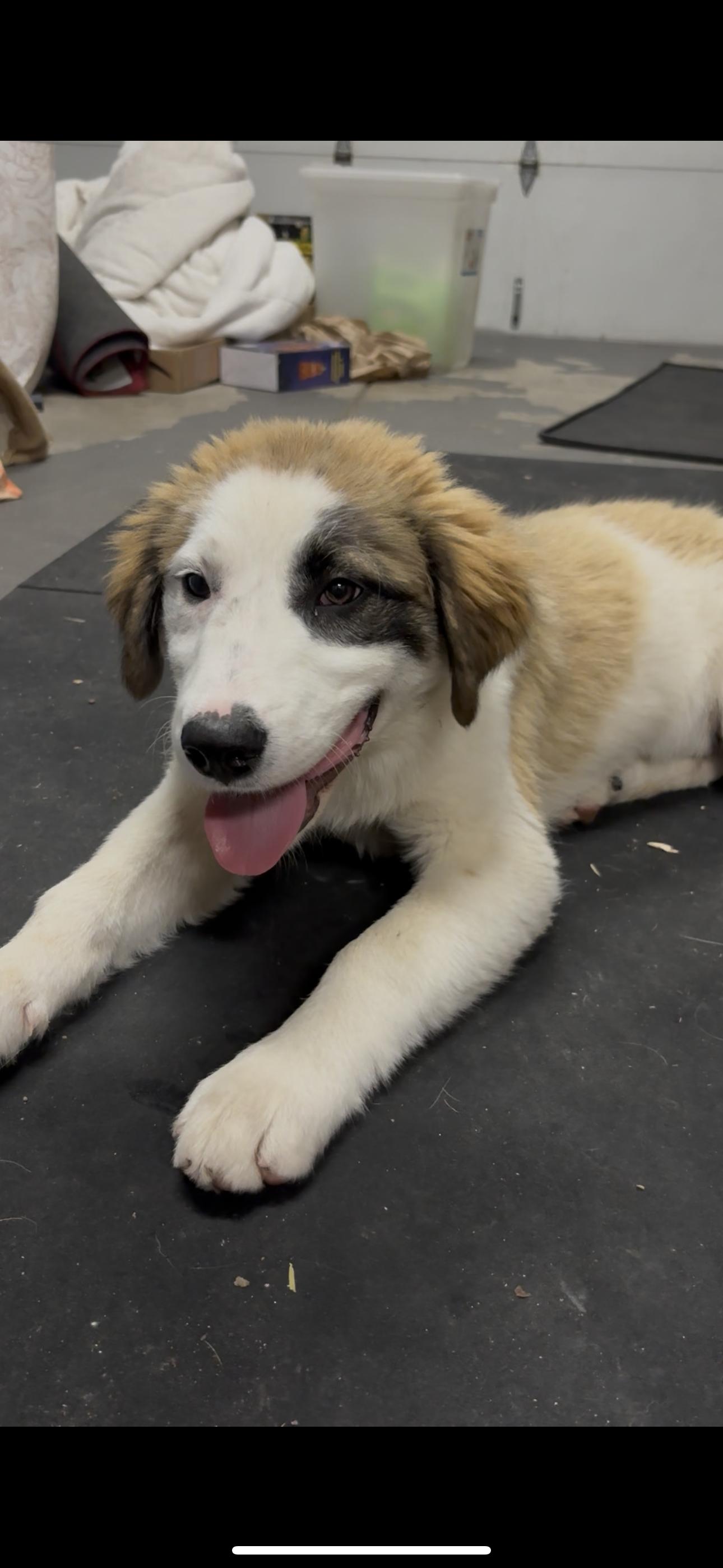Enlarge Atlas, a Adoptable mixed breed in Discovery Bay, CA image 2/4