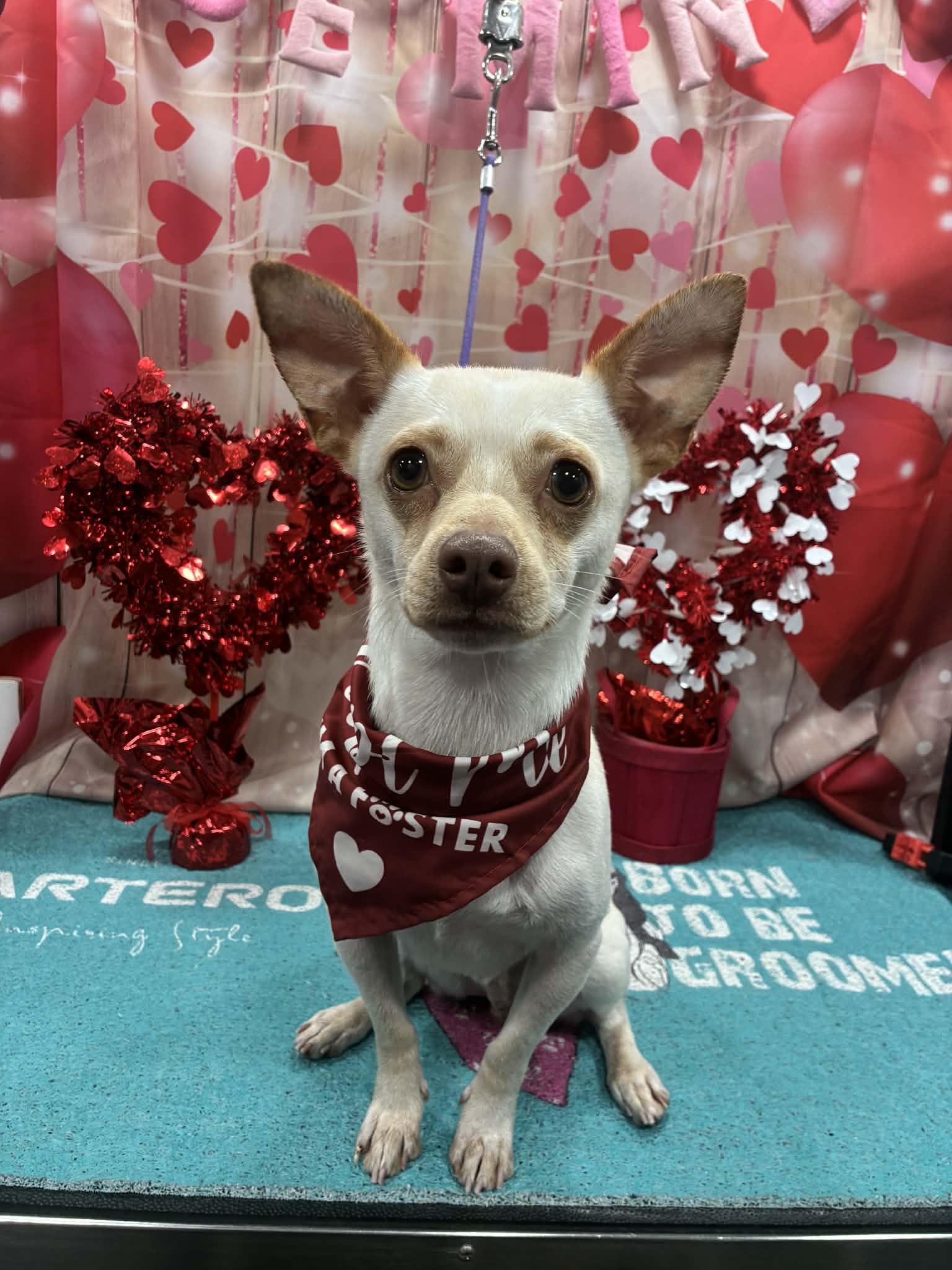 Pancake, adopted, Young Male Chihuahua.