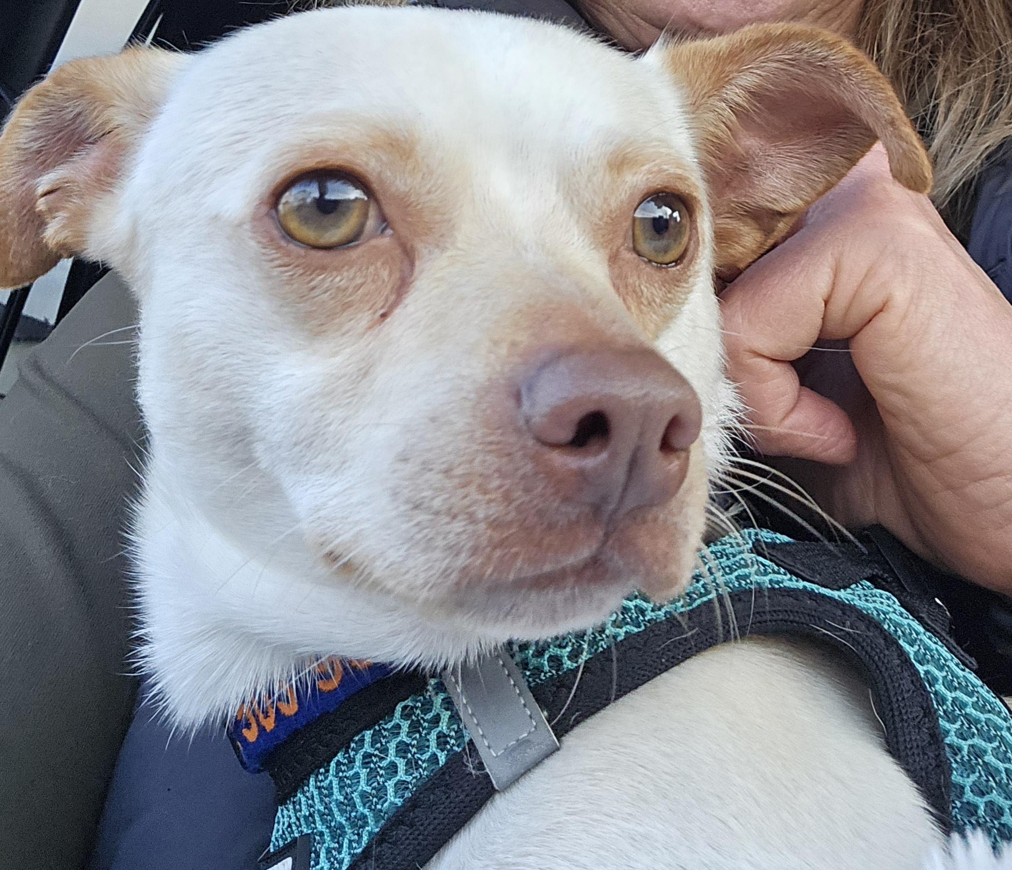 Enlarge Pancake, an adopted mixed breed in Oregon City, OR image 4/5