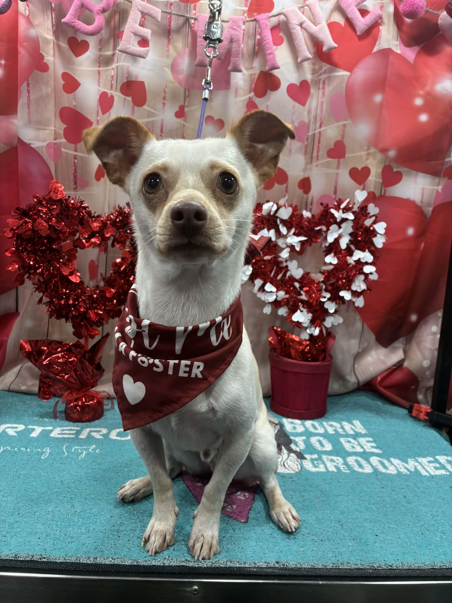 Enlarge Pancake, an adopted mixed breed in Oregon City, OR image 2/5