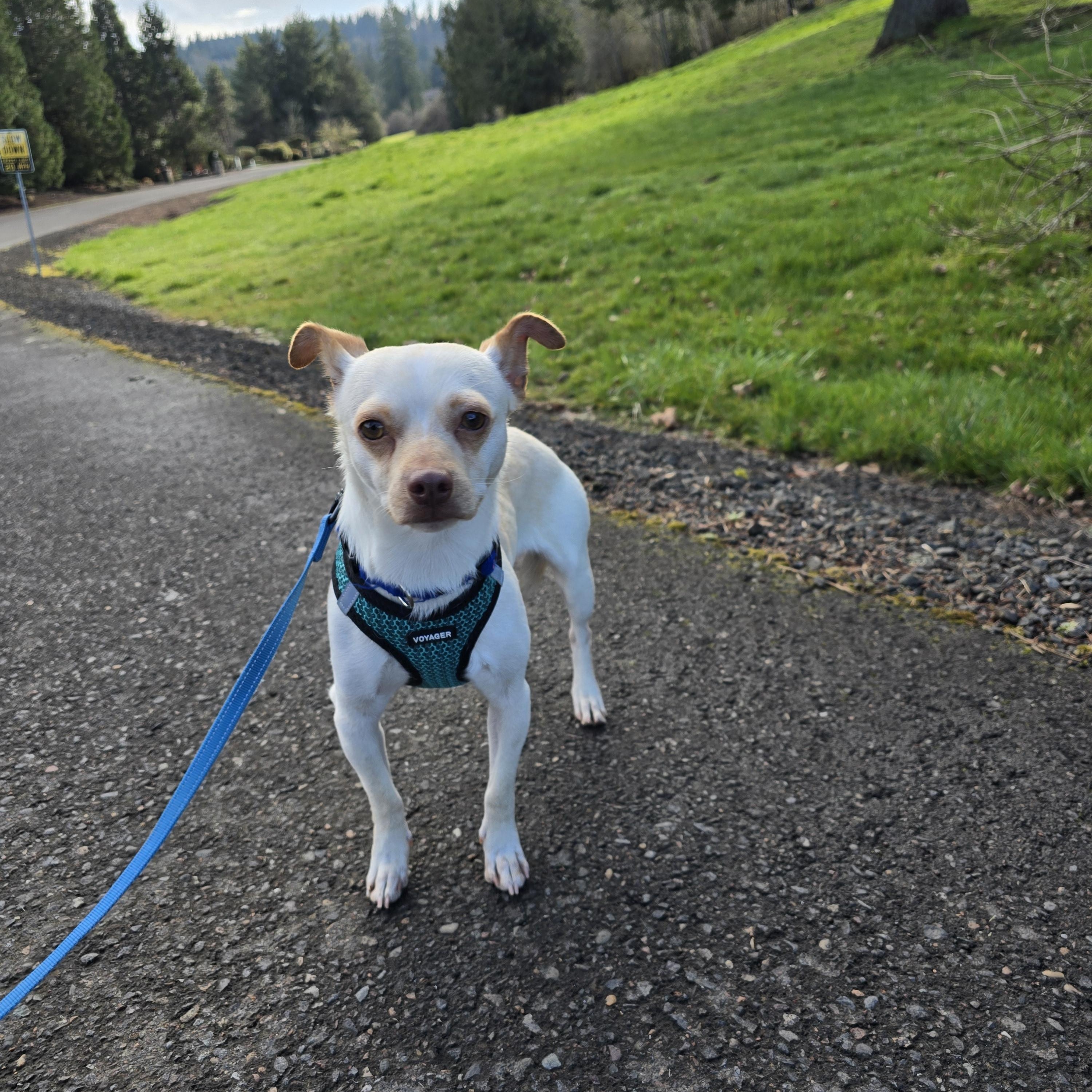 Enlarge Pancake, an adopted mixed breed in Oregon City, OR image 3/5
