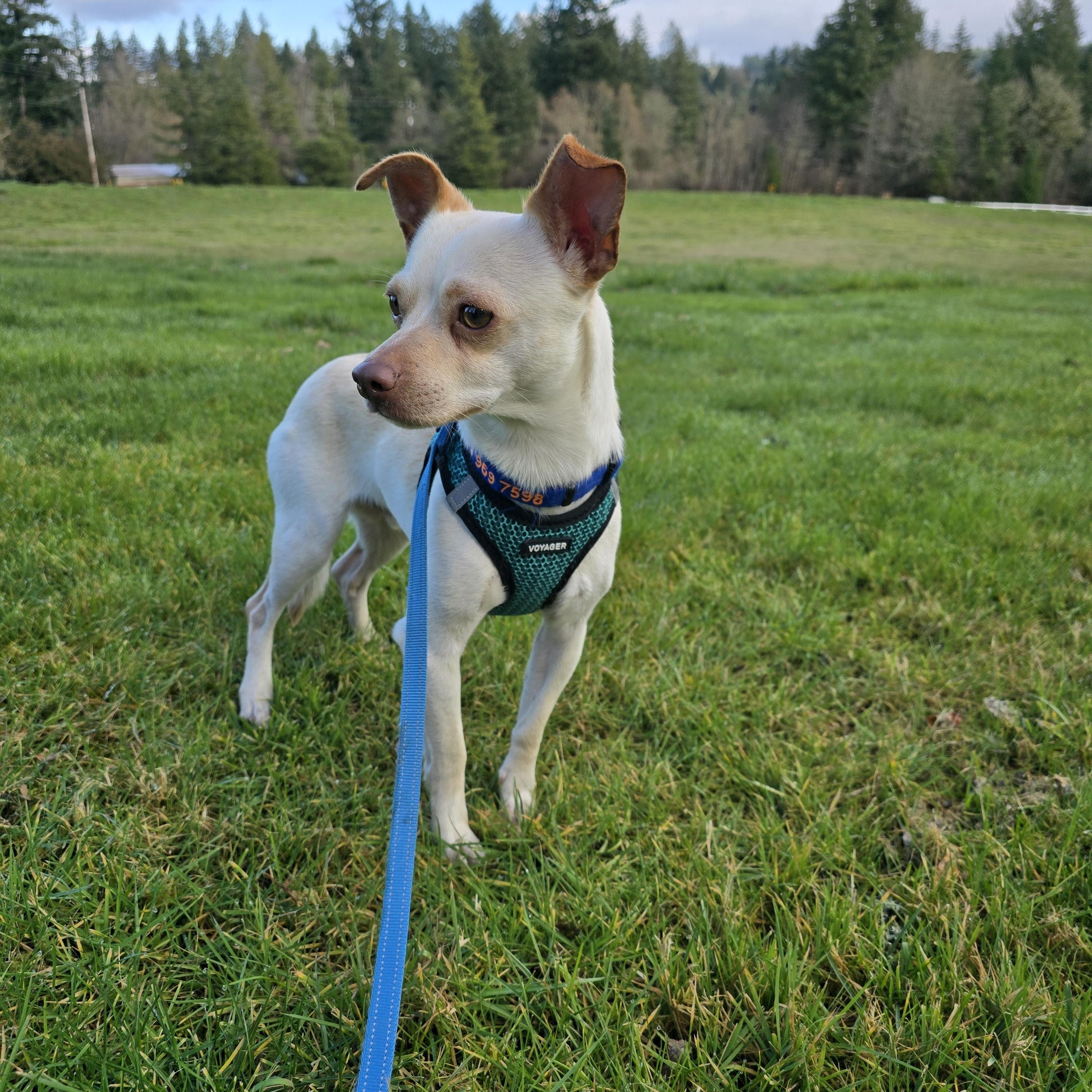 Enlarge Pancake, an adopted mixed breed in Oregon City, OR image 5/5