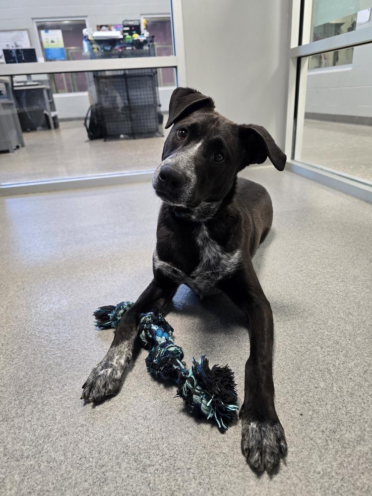 Security, Adoptable, Young Male Australian Cattle Dog / Blue Heeler.