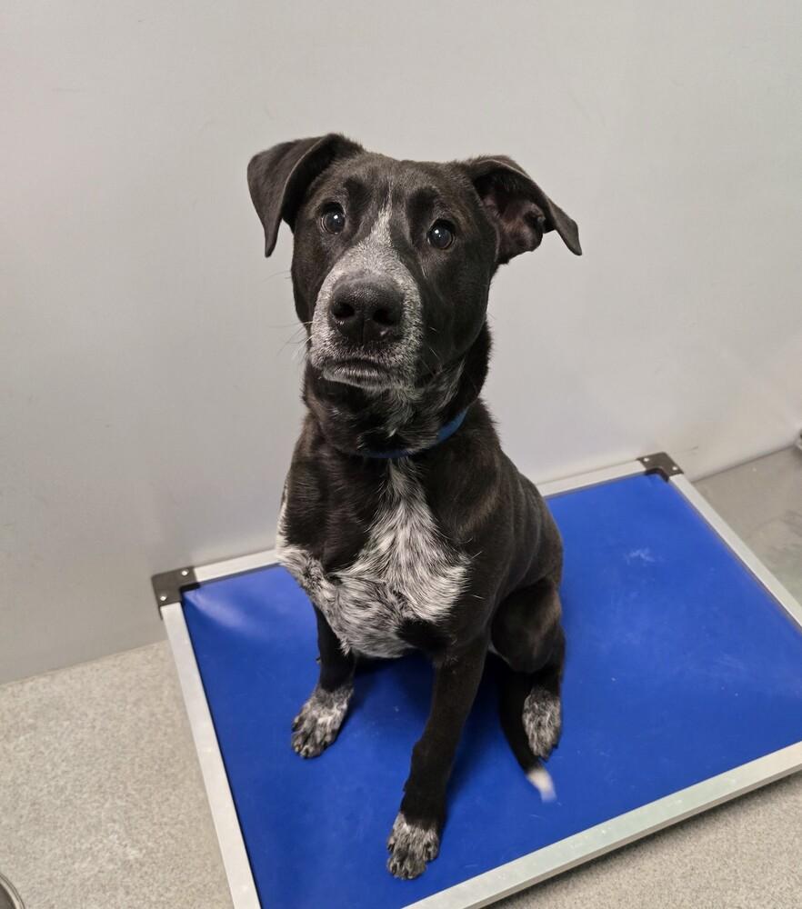 Enlarge Security, a Adoptable mixed breed in Wellington, KS image 2/6